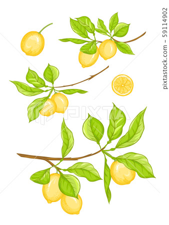 Lemon tree branch 59114902