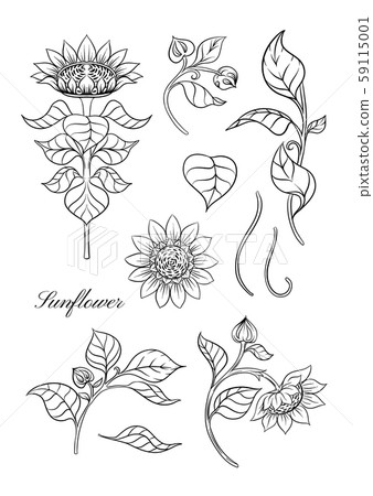 Sunflower color illustration Sunflower color illustration 59115001