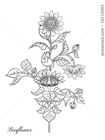 Sunflower color illustration Sunflower color illustration 59115003