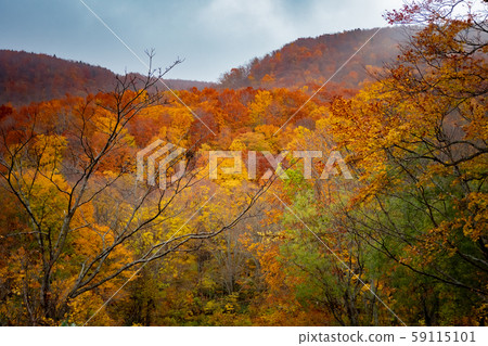 Autumn leaves (Aomori Hakkoda) Autumn leaves (Aomori Hakkoda) 59115101