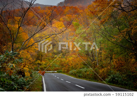 Autumn leaves 2 (Aomori Hakkoda) Autumn leaves 2 (Aomori Hakkoda) 59115102