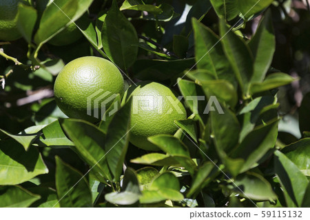 Fruits of citrus orange tree branches closeup shot. Fruits of citrus orange tree branches closeup shot. 59115132