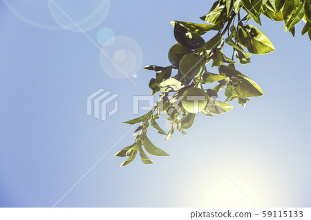 Fruits of citrus orange tree branches closeup shot. 59115133