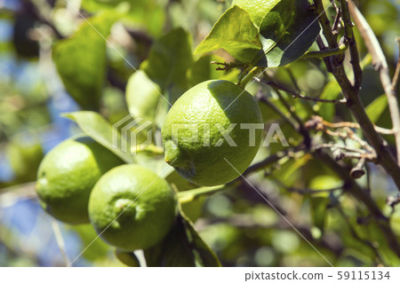 Fruits of citrus orange tree branches closeup shot. Fruits of citrus orange tree branches closeup shot. 59115134
