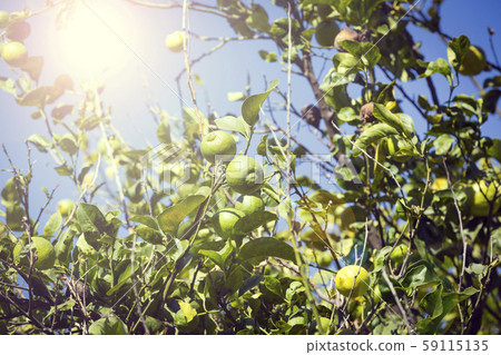 Fruits of citrus orange tree branches closeup shot. Fruits of citrus orange tree branches closeup shot. 59115135