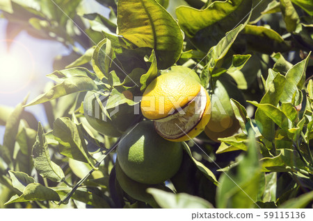 Fruits of citrus orange tree branches closeup shot. Fruits of citrus orange tree branches closeup shot. 59115136