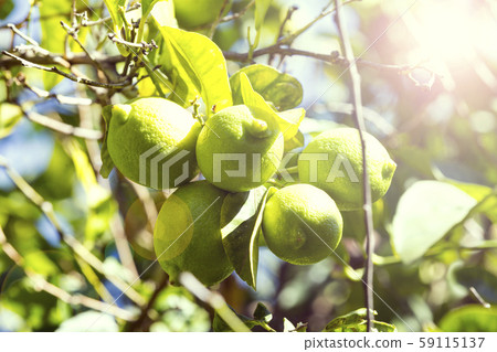 Fruits of citrus orange tree branches closeup shot. Fruits of citrus orange tree branches closeup shot. 59115137