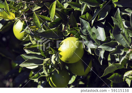 Fruits of citrus orange tree branches closeup shot. 59115138
