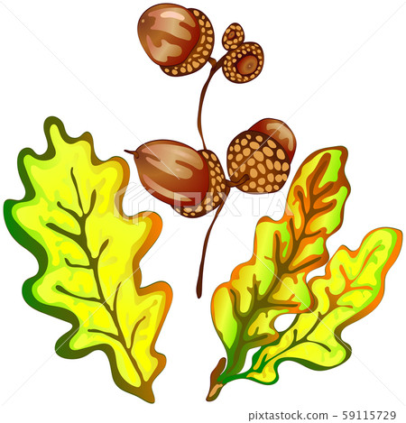 Vector autumn yellow oak leaves and acorn... - Stock Illustration ...