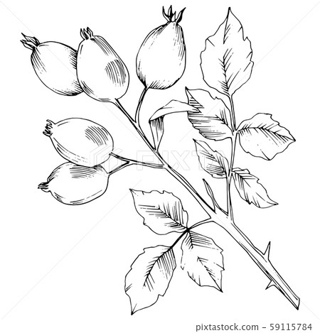 Vector autumn rose hip plant. Plant botanical garden floral foliage. Vector autumn rose hip plant. Plant botanical garden floral foliage. 59115784
