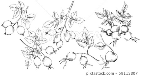 Vector autumn rose hip plant. Plant botanical garden floral foliage. 59115807