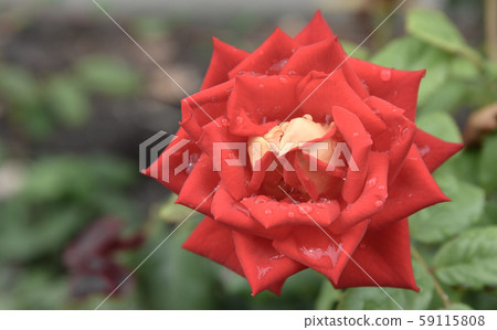 red rose in the garden closeup. Rich color and large dew drops. red rose in the garden closeup. Rich color and large dew drops. 59115808
