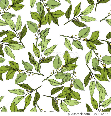 Vector green laurus leaf. Leaf plant botanical garden floral foliage. Seamless background pattern. Vector green laurus leaf. Leaf plant botanical garden floral foliage. Seamless background pattern. 59116486