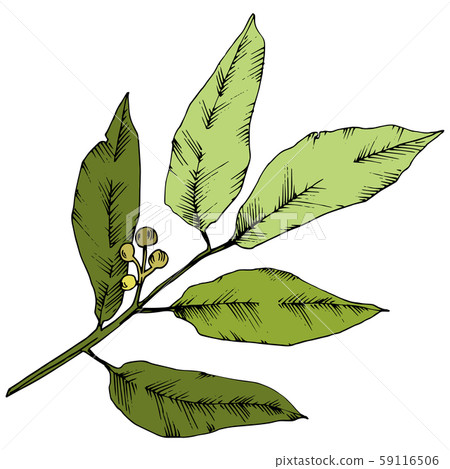 Vector green laurus leaf. Leaf plant botanical garden floral foliage. Isolated illustration element. 59116506