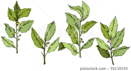 Vector green laurus leaf. Leaf plant botanical garden floral foliage. Isolated illustration element. Vector green laurus leaf. Leaf plant botanical garden floral foliage. Isolated illustration element. 59116545