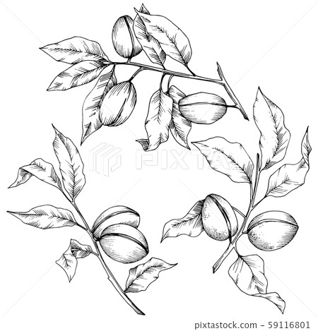 Almond in a vector style isolated. Isolated illustration element. Almond in a vector style isolated. Isolated illustration element. 59116801