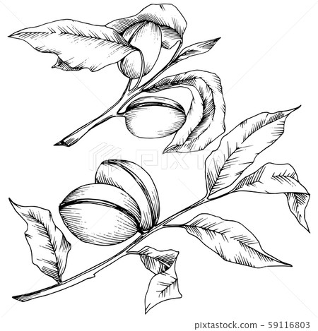 Almond in a vector style isolated. Isolated illustration element. 59116803