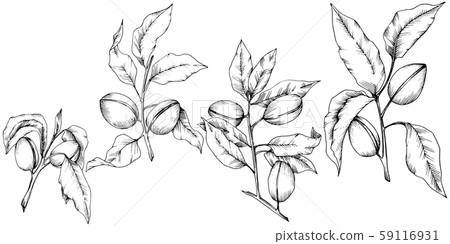 Almond in a vector style isolated. Isolated illustration element. 59116931