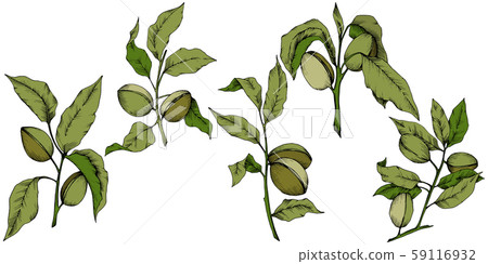 Green almond in a vector style isolated. Green almond in a vector style isolated. 59116932