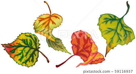 Vector autumn leaves of poplar. Isolated illustration element. 59116937