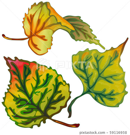 Vector autumn leaves of poplar. Isolated illustration element. 59116938