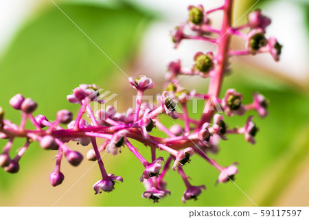 American pokeweed American pokeweed 59117597