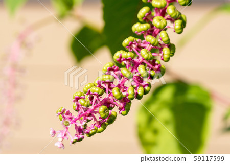 American pokeweed American pokeweed 59117599