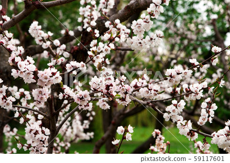 Cherry tree blossoms in forest Cherry tree blossoms in forest 59117601