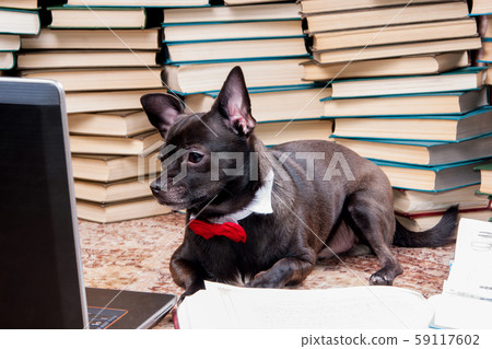 Black dog looking at a laptop Black dog looking at a laptop 59117602