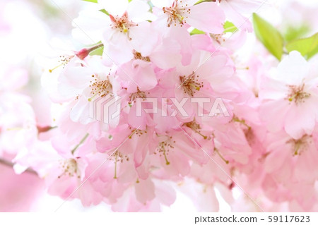 Cherry blossom high density pink Cherry blossom high density pink 59117623