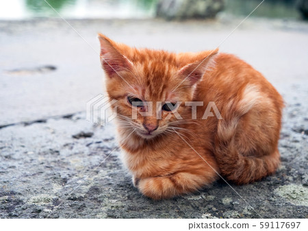 Little kitten Little kitten 59117697