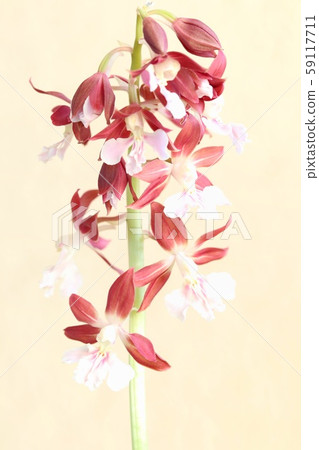 蝴蝶蘭花,明亮的背景,野草 蝴蝶蘭花,明亮的背景,野草 59117711