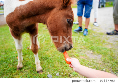 牧場小馬 牧場小馬 59117768