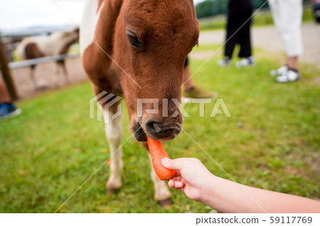 牧場小馬 牧場小馬 59117769