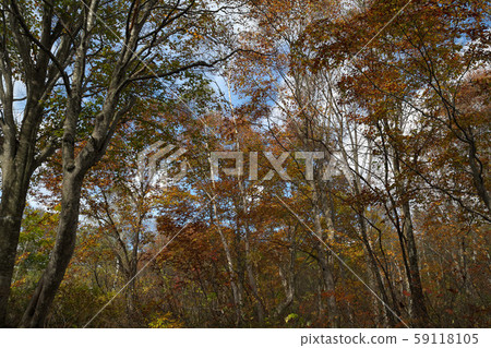 Myoko Kogen, autumn leaves of Kasumigamine 59118105