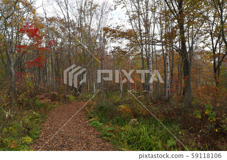 Myoko Kogen, autumn leaves of Kasumigamine 59118106