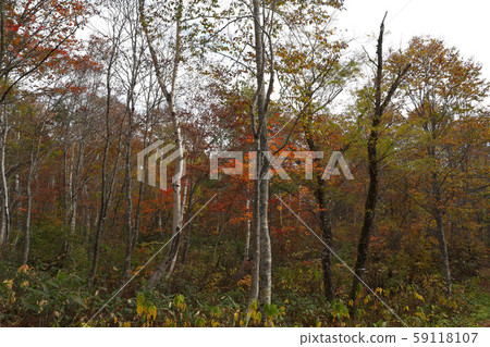 Myoko Kogen, autumn leaves of Kasumigamine 59118107