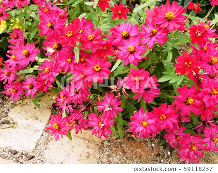 山口宇部機場花園裡的洋紅色天空 山口宇部機場花園裡的洋紅色天空 59118237