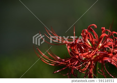 Cluster amaryllis Cluster amaryllis 59118551