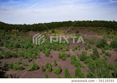 Erika (Heath) in Germany (Luneburger Heide (Natural Conservation Park)) 59118593