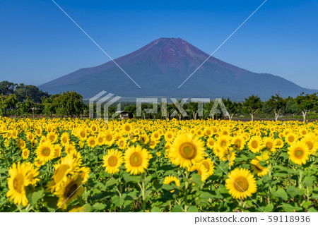 [Mt. Fuji sunflower field] 59118936