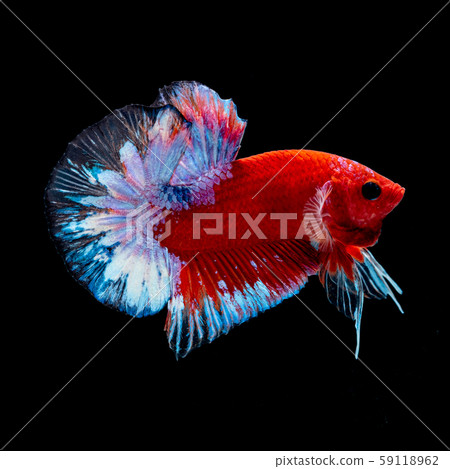 Betta fish red hellboy in the aquarium Betta fish red hellboy in the aquarium 59118962