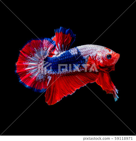 Betta fish red hellboy in the aquarium black blac Betta fish red hellboy in the aquarium black blac 59118971