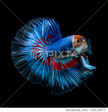 Betta fish red hellboy in the aquarium Betta fish red hellboy in the aquarium 59118975