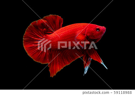 Betta fish red hellboy in the aquarium Betta fish red hellboy in the aquarium 59118988