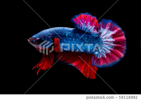 Betta fish red hellboy in the aquarium Betta fish red hellboy in the aquarium 59118992