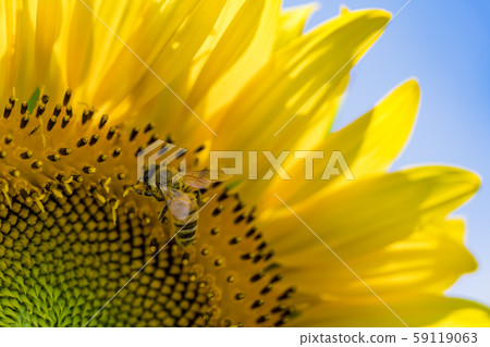 [Amino sunflower field] 59119063