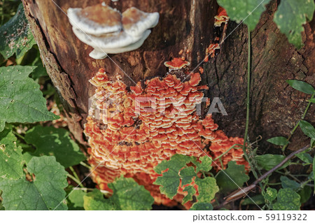 Mushrooms that seem to be Nikuus bamboo growing on a stump 59119322