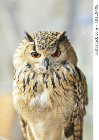 Bengal Eagleworm 59119408