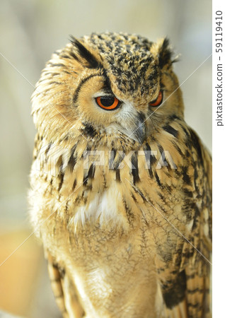 Bengal Eagleworm 59119410